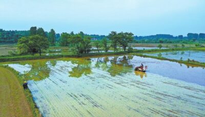 光山县 入夏田间插秧忙