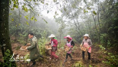 贵州毕节：天麻进入采收季