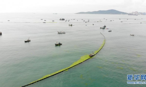 青岛全力抗击最大规模浒苔侵袭