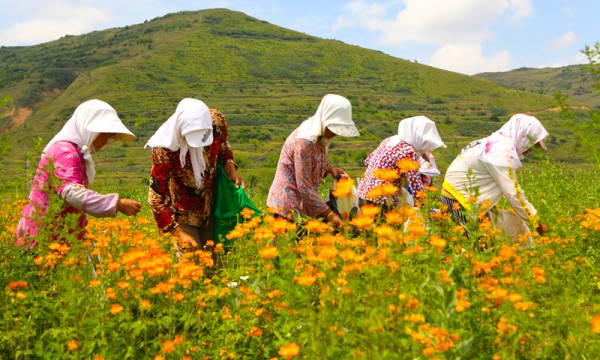 宁夏：六盘山下产业兴 金银花开采摘忙