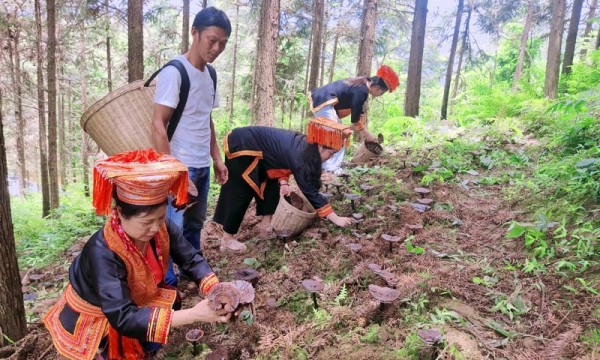 广西鹿寨：灵芝喜获丰收 助力瑶乡振兴