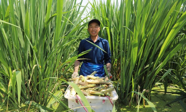 河南商城：茭白喜获丰收