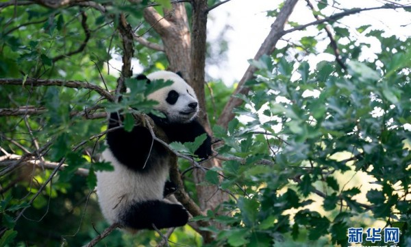 旅美大熊猫“小奇迹”与公众见面