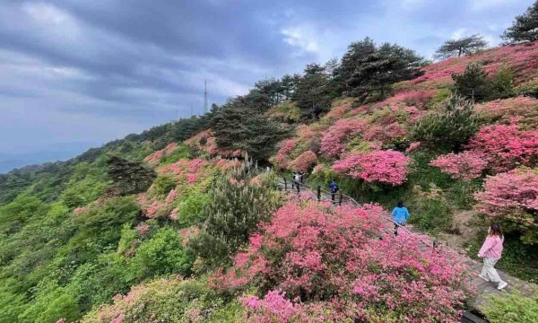 湖北麻城：十万亩连片杜鹃花盛放 景区秩序井然迎高峰