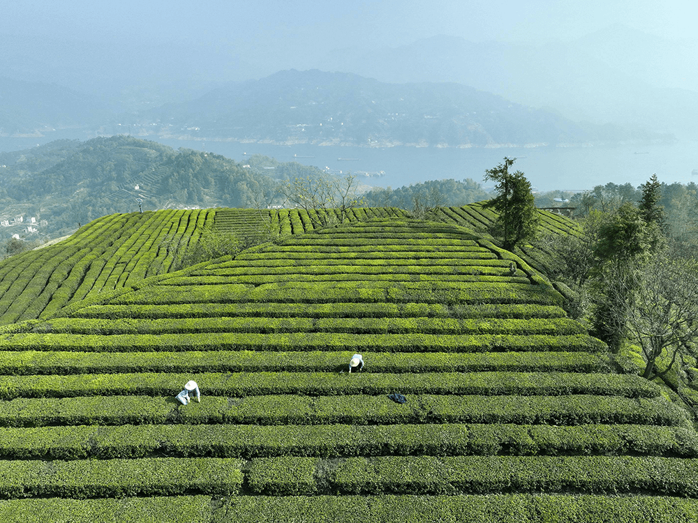 文化和旅游部推出全国乡村旅游精品线路，商洛这条线路入选！